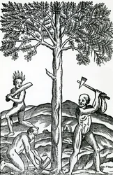 Taglio degli alberi, illustrazione da Singularities of France Antarctique, di Andre de Thevet, 1558